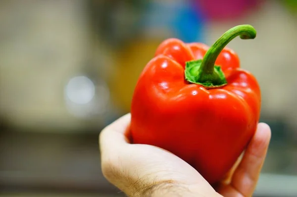 Person Holding Large Red Pepper Hand — Stock Photo, Image