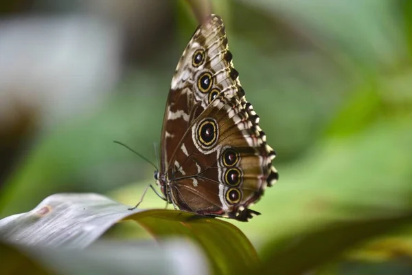 Selektivní Ostření Záběru Motýla Rozmazaným Pozadím — Stock fotografie