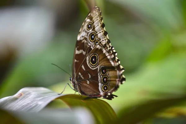 Enfoque Selectivo Una Mariposa Con Patas Pincel Con Fondo Borroso —  Fotos de Stock