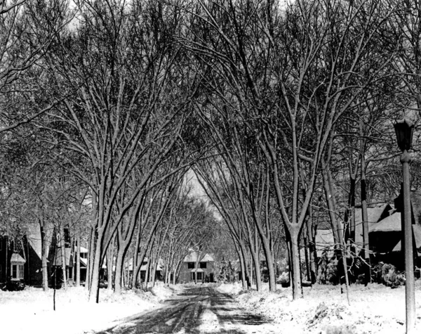 Tiro Greyscale Caminho Cercado Por Árvores Sem Folhas Cobertas Neve — Fotografia de Stock