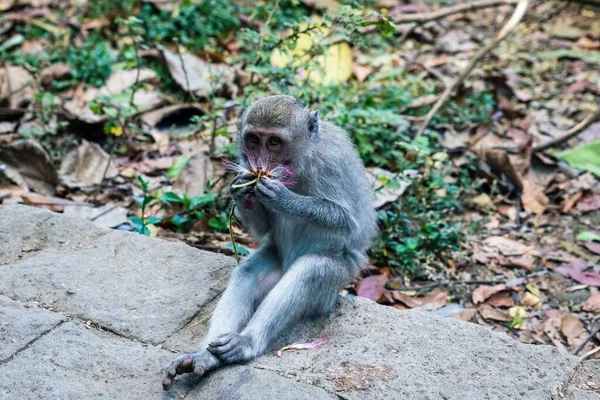 Tiro Close Macaco Sentado Cheirando Uma Flor Parque Dia Ensolarado — Fotografia de Stock