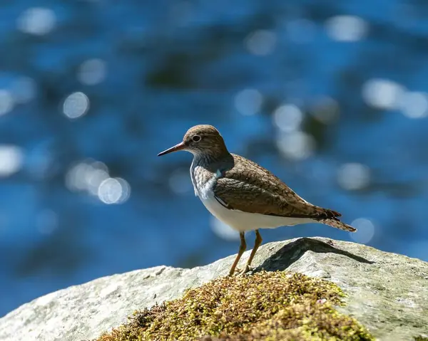 Gros Plan Bécasseau Debout Sur Pierre Avec Fond Bleu Flou — Photo