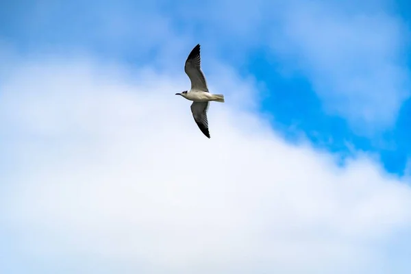 一只海鸥在多云的天空中飞翔的照片 — 图库照片