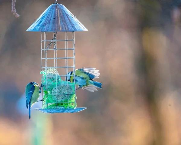 背景がぼやけているエキゾチックな鳥と美しい鳥の家のクローズアップショット — ストック写真