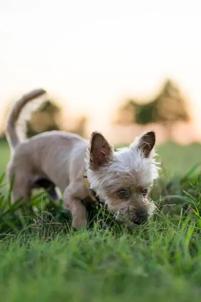 Een Verticaal Close Shot Van Een Kleine Hond Wandelen Een — Stockfoto