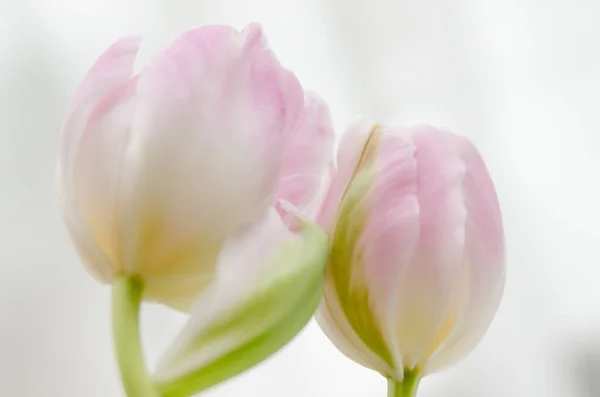Крупный План Красивого Розового Лепестка Тюльпана Ярком Фоне — стоковое фото