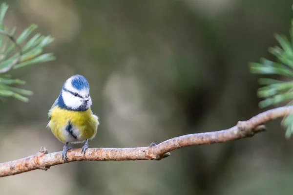 Closeup Shot Cute Flycatcher Bird Colorful Feathers Perched Tree Branch — Stock Photo, Image