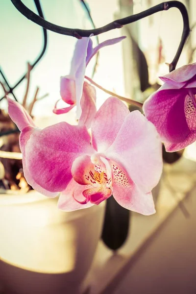 Вертикальний Знімок Фіолетової Квітки Білій Мисці Будівлі — стокове фото