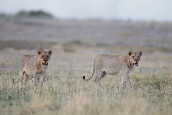 丛林里的两只母狮子在捕猎猎物 — 图库照片