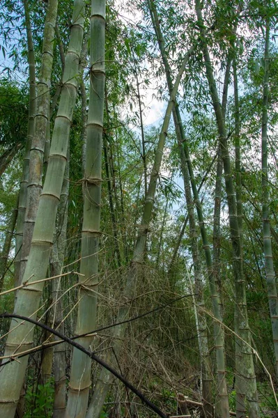 インドネシアのフローレスの澄んだ空の下の森の中の竹の木の垂直閉鎖ショット — ストック写真
