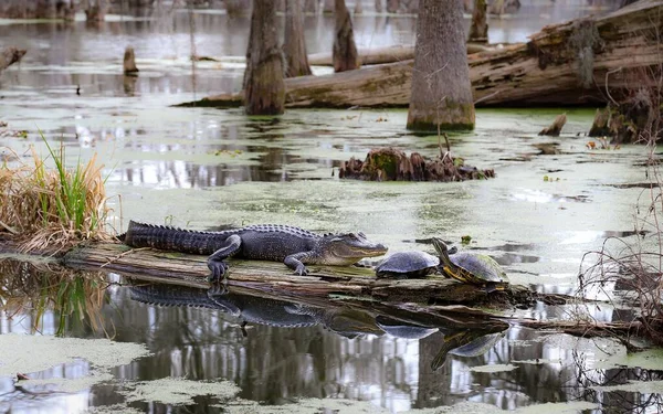 Breaux Bridge Louisiana Verenigde Staten Feb 2018 Breaux Bridge Louisiana — Stockfoto