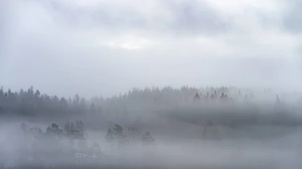 Tiro Bonito Uma Floresta Abeto Coberto Com Nevoeiro — Fotografia de Stock