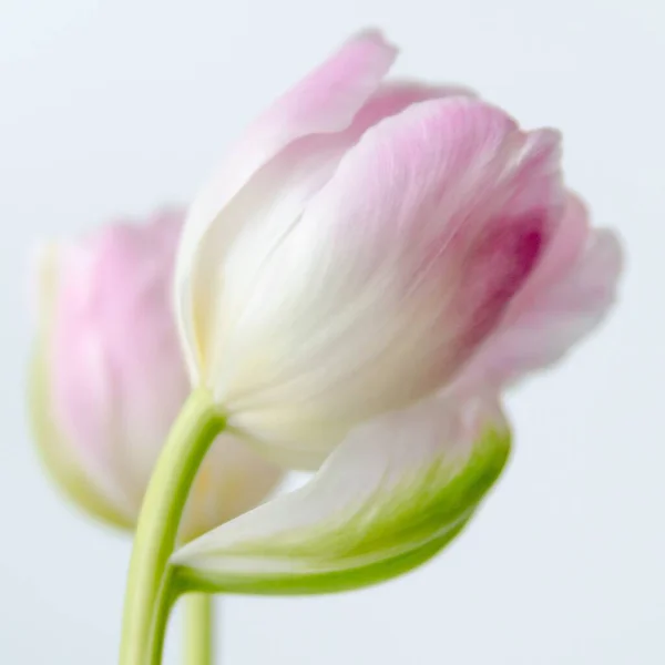 Close Uma Bela Tulipa Pétalas Rosa Com Fundo Brilhante — Fotografia de Stock