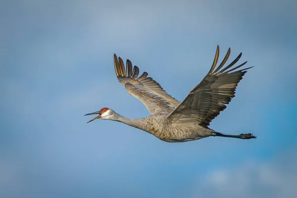 Beau Cliché Une Grue Canada Volant Dans Ciel Bleu Vif — Photo