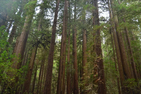 Una Hermosa Foto Bosque Con Árboles Verdes Altos — Foto de Stock