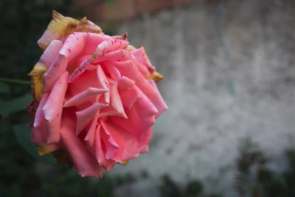 Primer Plano Una Rosa Rosa Con Unos Pétalos Marchitándose —  Fotos de Stock