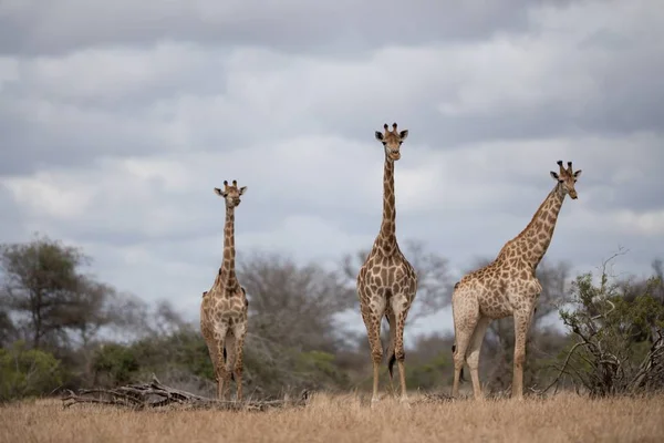 Tre Bellissime Giraffe Che Passeggiano Tra Cespugli — Foto Stock