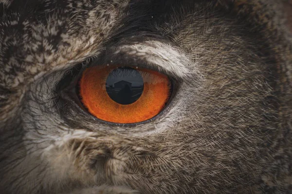 Closeup Shot Eye Eurasian Eagle Owl Daytime — Stock Photo, Image