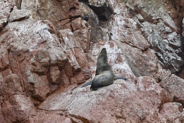 Closeup Shot Cute Sea Lion Lying Rocks — Stock Photo, Image