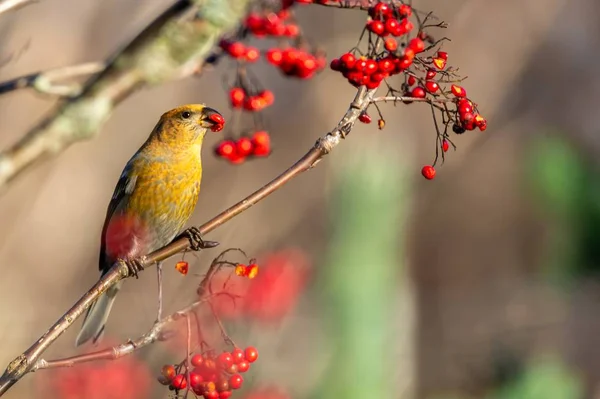 背景がぼやけている木に赤いローワンの果実を食べるかわいい黄色の一般的なクロスビルの鳥 — ストック写真