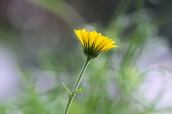 Primer Plano Una Hermosa Flor Amarilla Con Fondo Borroso —  Fotos de Stock