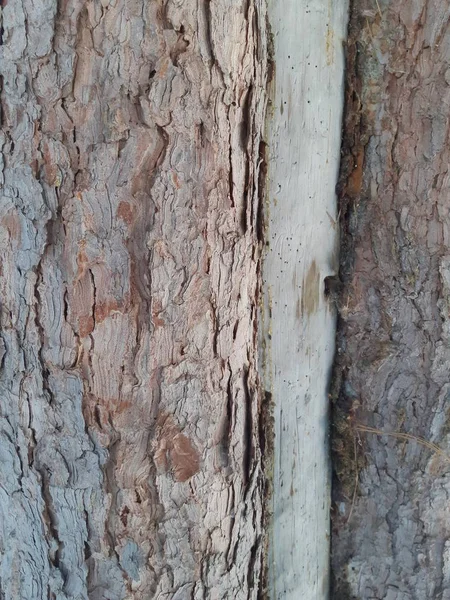 Une Photo Clôture Verticale Arbre Pendant Jour — Photo