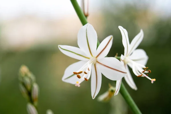 Detailní Záběr Květin Větev Bílými Pedály — Stock fotografie