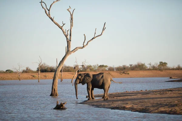 Una Hermosa Toma Elefante Africano Pie Lago — Foto de Stock