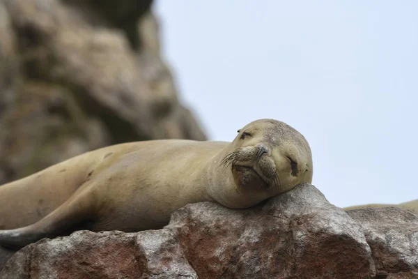 Eine Nahaufnahme Eines Niedlichen Seelöwen Der Auf Den Felsen Liegt — Stockfoto