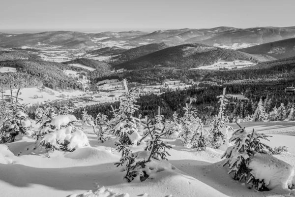 Karla Kaplı Köknar Ağaçları Dağların Güzel Bir Görüntüsü Arka Planda — Stok fotoğraf