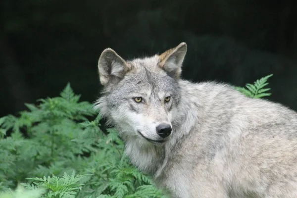 Closeup Shot Gray Wolf Looking Intently Something Plants Background — Stock Photo, Image