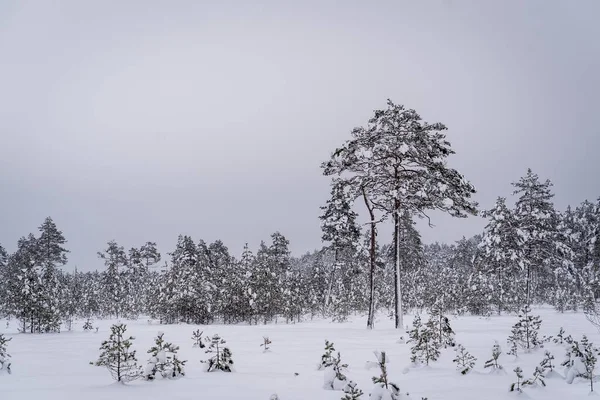 겨울에는 눈으로 아름다운 나무들의 — 스톡 사진