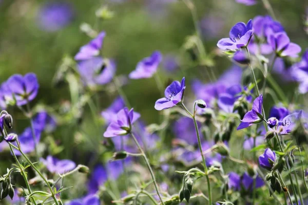 Uma Bela Foto Flores Viola Royal Botanical Gardens Verão Perfeito — Fotografia de Stock