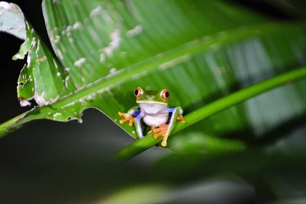 Een Selectieve Focus Shot Van Een Groene Kikker Een Blad — Stockfoto