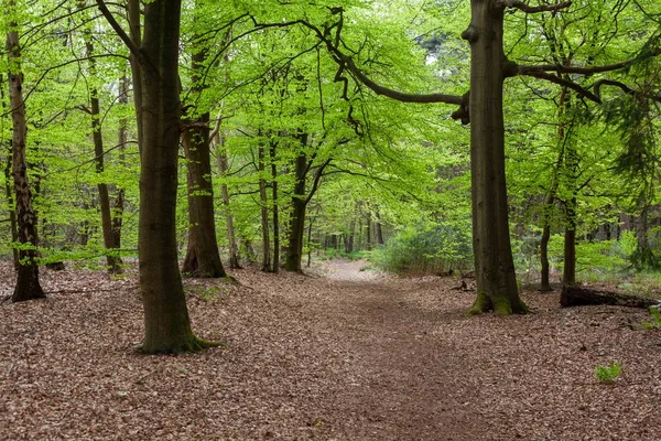 Μαγευτική Θέα Του Δάσους Κοντά Στο Zeist Στην Ολλανδία Φύλλα — Φωτογραφία Αρχείου