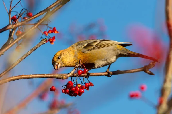 Mignon Oiseau Bec Croisé Jaune Mangeant Des Baies Rowan Rouges — Photo