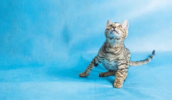 Een Schattig Jong Gestreept Katje Met Groene Ogen Een Blauwe — Stockfoto