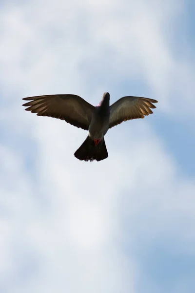 Tiro Vertical Belo Pássaro Voando Céu Nublado — Fotografia de Stock