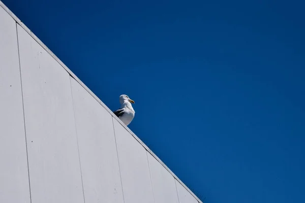 一只海鸥站在蓝色天空下的一座建筑物上的低角照片 — 图库照片