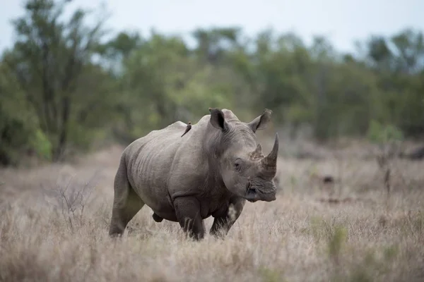 Beautiful Shot African Rhinoceros Blurred Background — Stock Photo, Image