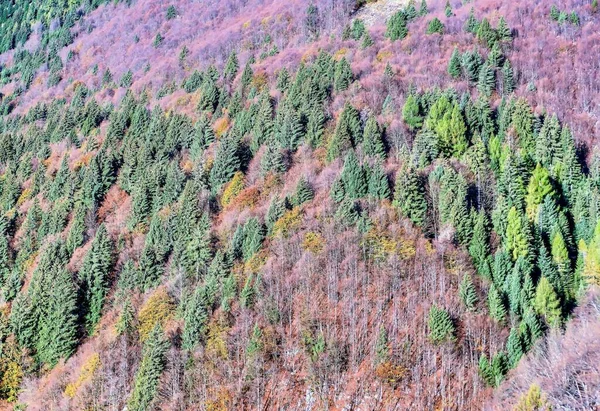 Uma Vista Angular Elevada Árvores Verdes Plantas Roxas Que Crescem — Fotografia de Stock
