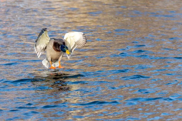 Closeup Shot Beautiful Duck Landing Water Lake — Stock Photo, Image