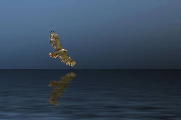 Vacker Bild Örn Som Flyger Över Det Fridfulla Havet Mörk — Stockfoto