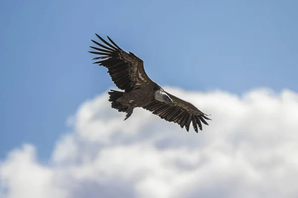 Tiro Ángulo Bajo Águila Volando Cielo Azul Nublado Durante Día — Foto de Stock