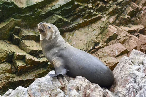 Gros Plan Joli Lion Mer Couché Sur Les Rochers — Photo