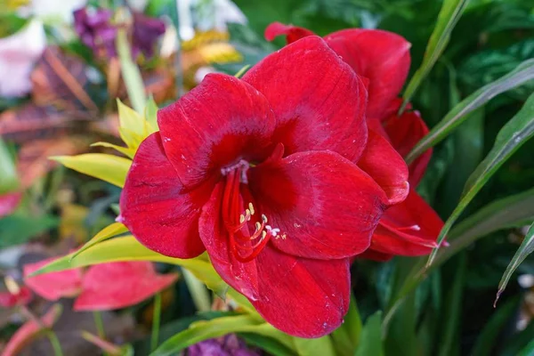 Serin Bir Günde Bahçedeki Güzel Kırmızı Bir Lily Çiçeğinin Yakın — Stok fotoğraf