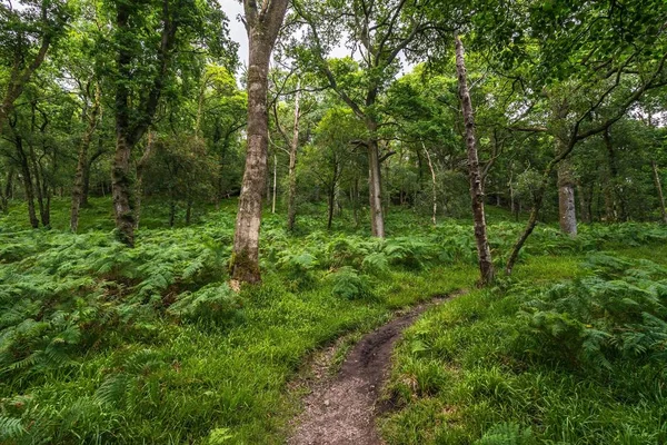 Skoçya Lomond Gölü Nün Ortasındaki Inchcailloch Adası Ndaki Ormanda Bir — Stok fotoğraf