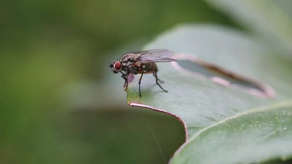 Primer Plano Una Mosca Negra Sobre Una Hoja Verde Con —  Fotos de Stock