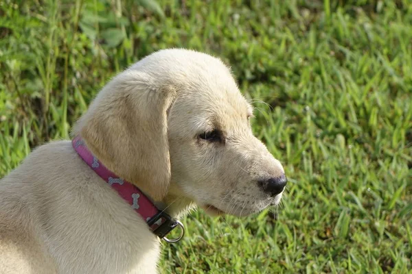 Belo Tiro Filhote Cachorro Bonito Jovem Labrador Retriever Campo Gramado — Fotografia de Stock