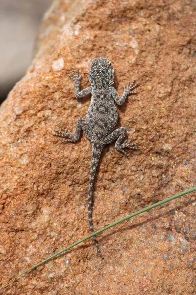 Vertical Picture Small Side Blotched Lizard Rock Sunlight — Stock Photo, Image